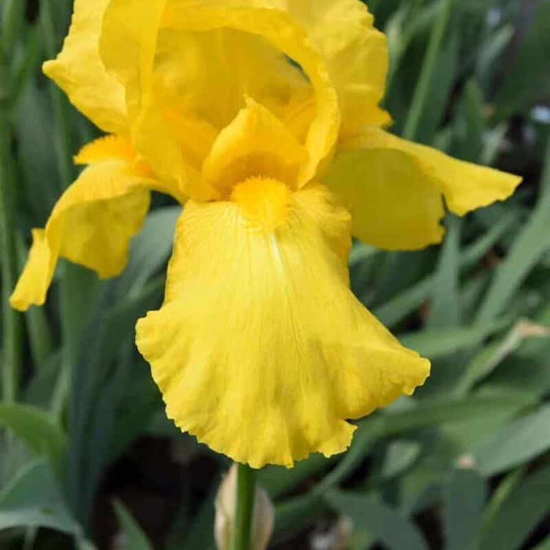 Iris 'Ola Kalá' (yellow) ---